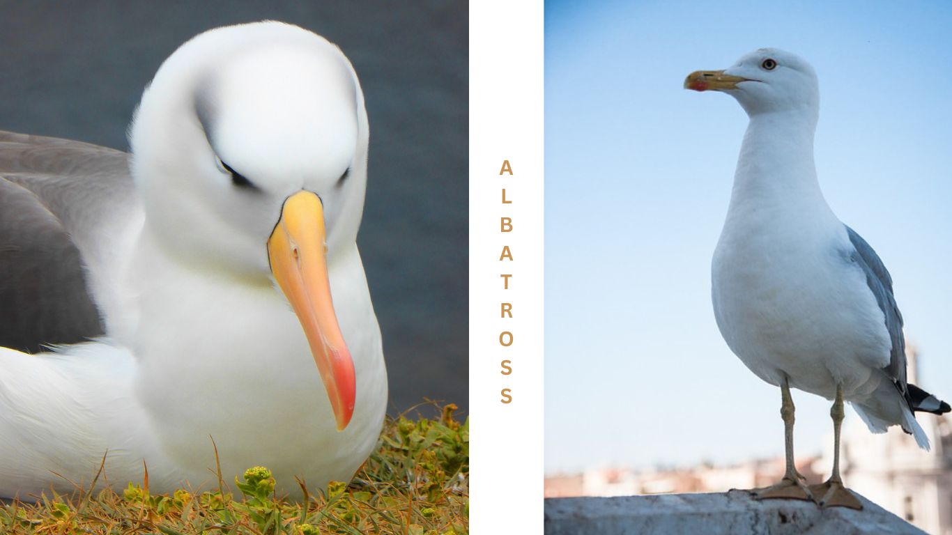 Albatrosses-Bird