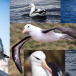 Albatross bird NatureGeeky