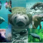 are Manatees dangerous Nature Geeky