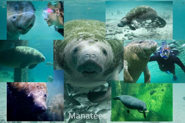 are Manatees dangerous Nature Geeky