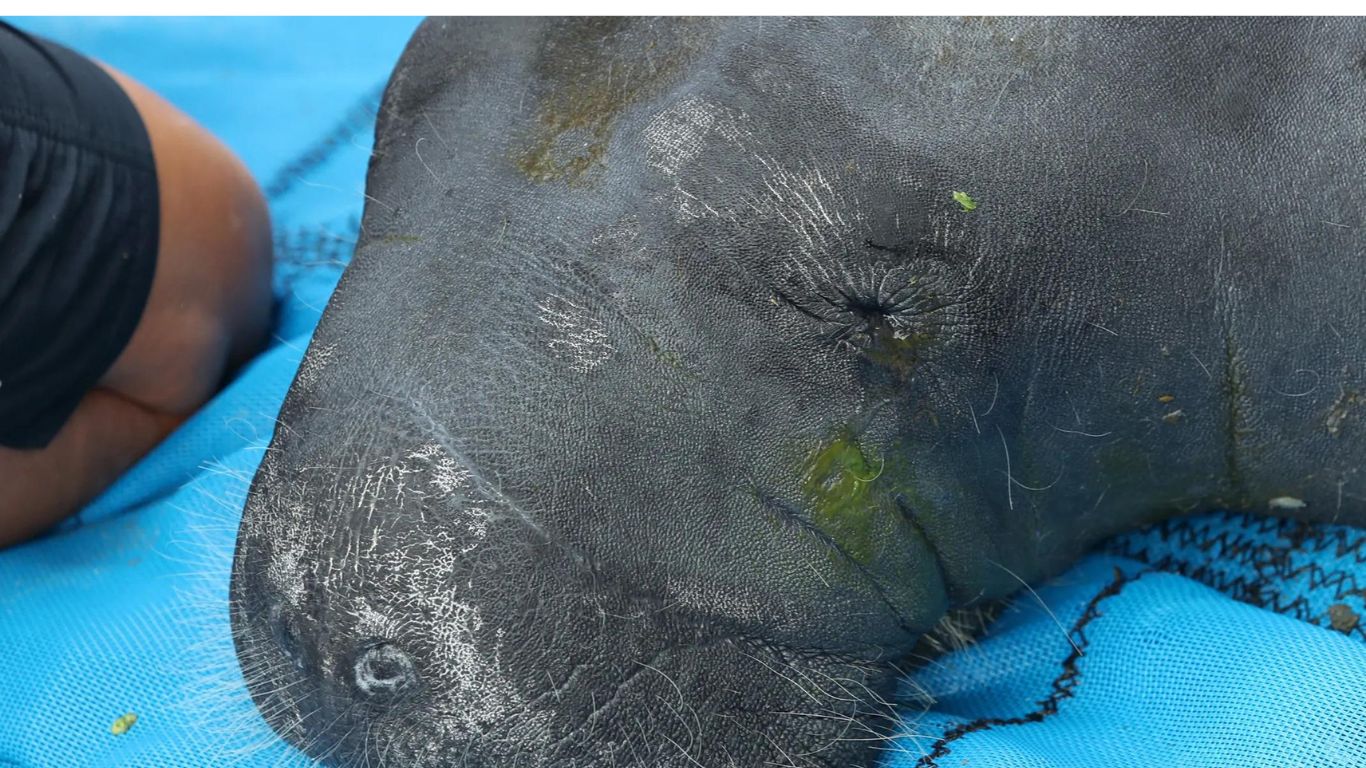 are manatees endangered