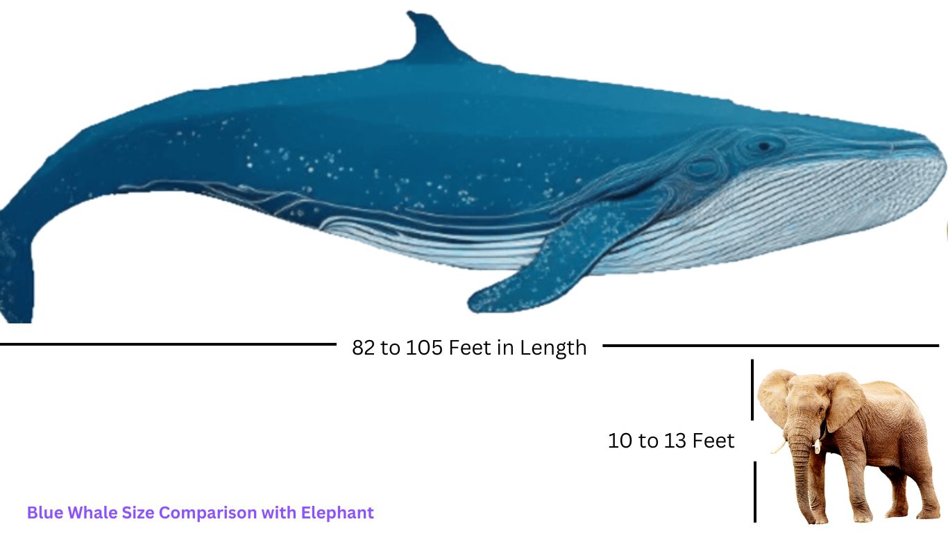 Blue Whale Size Comparison with Elephant