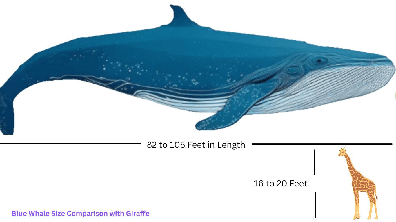 Blue Whale Size Comparison with Giraffe