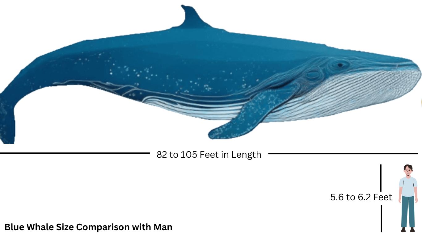 Blue Whale Size Comparison with Man