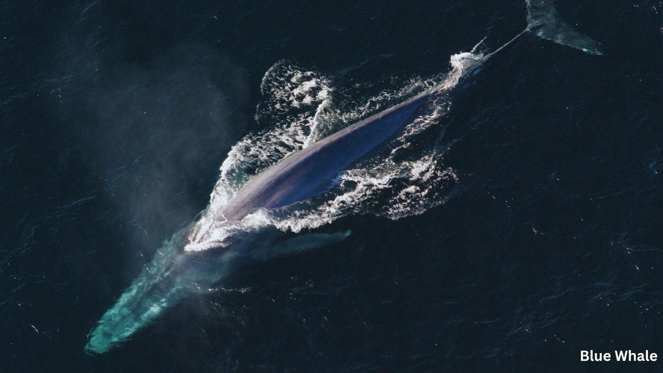 Blue Whale Vertebrates and Invertebrates