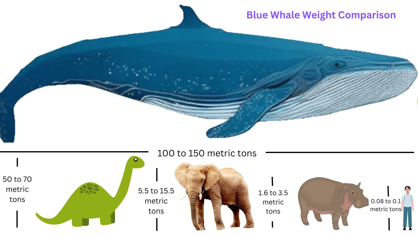 Blue Whale Weight Comparison Naturegeeky