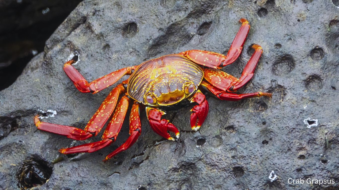 Crab-Grapsus-Naturegeeky