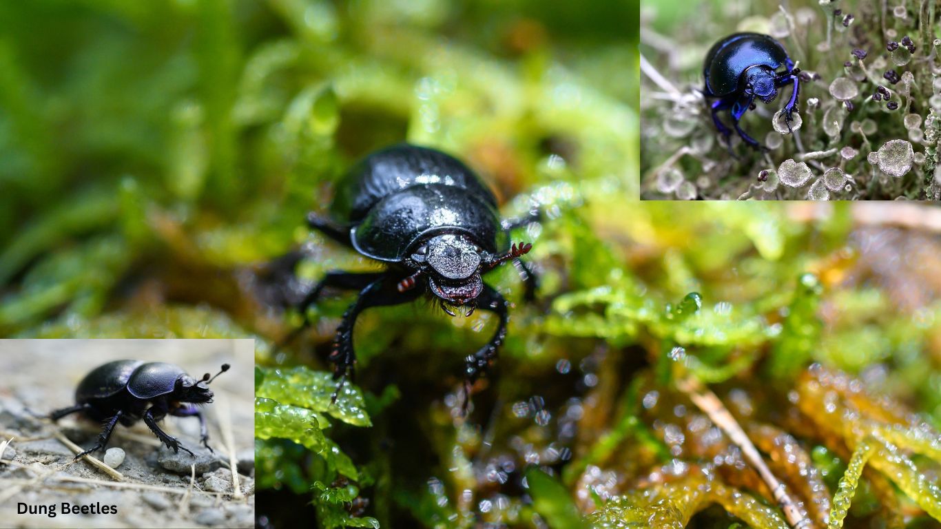 Dung Beetles Detritivores Definition