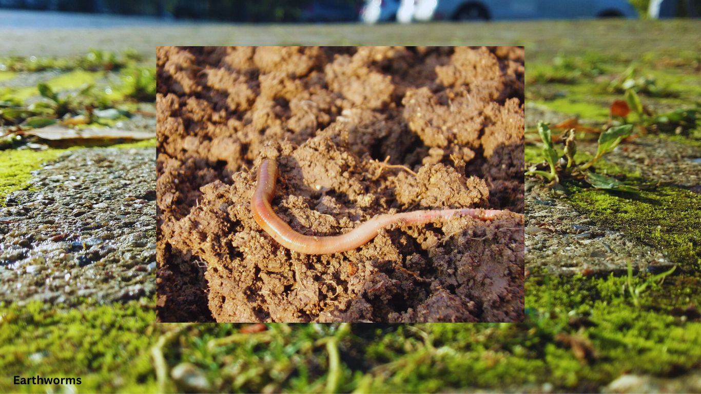 Earthworms Detritivores Definition Naturegeeky