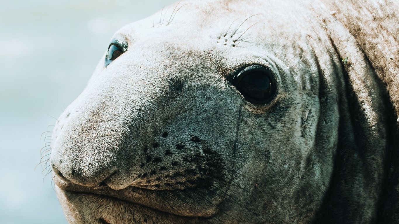 Elephant-Seal