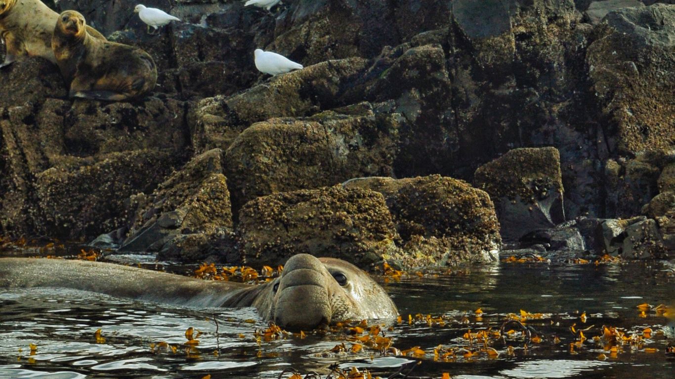 Elephant-Seals