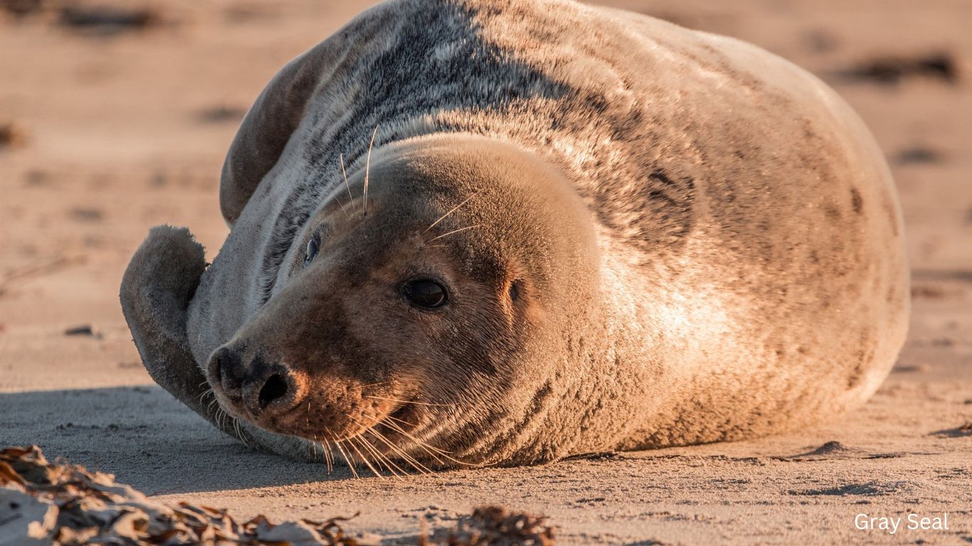Gray-Seal-Nature-Geeky