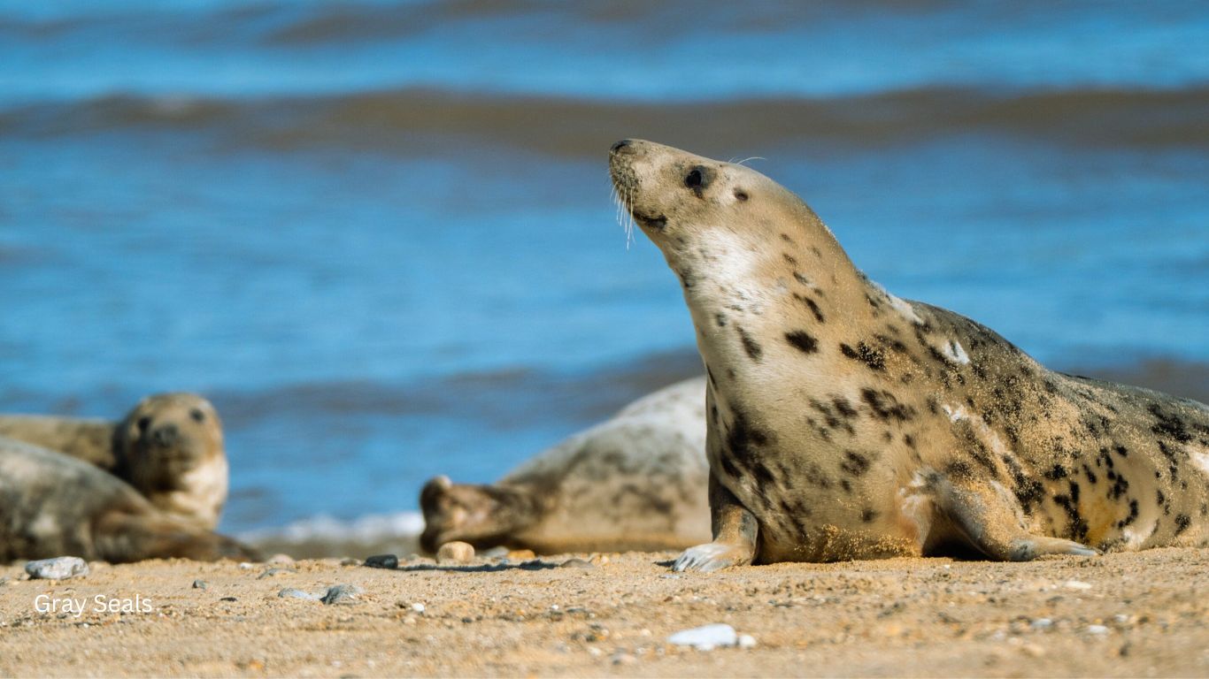 Gray-Seal-Naturegeeky