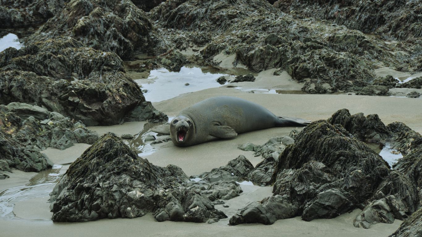 Gray Seals