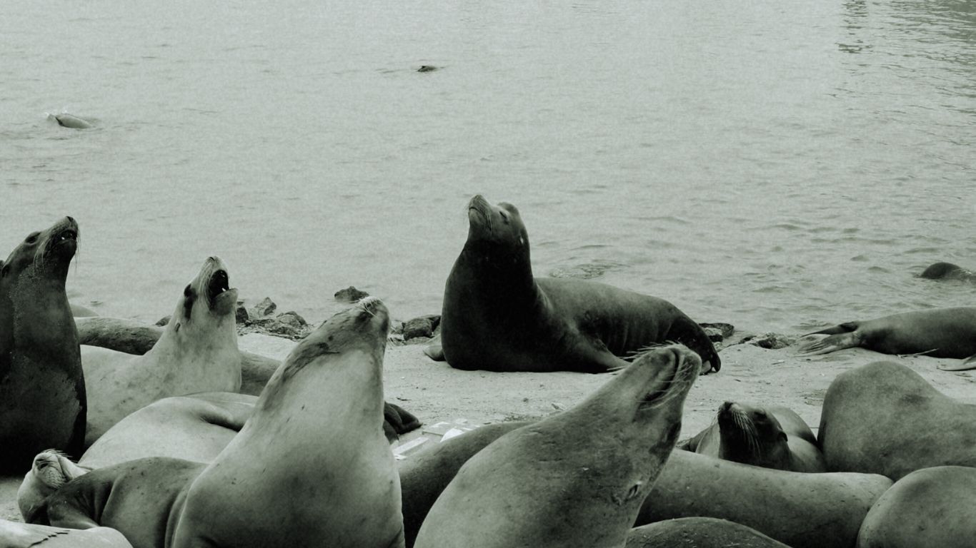 Harbor Seals NatureGeeky