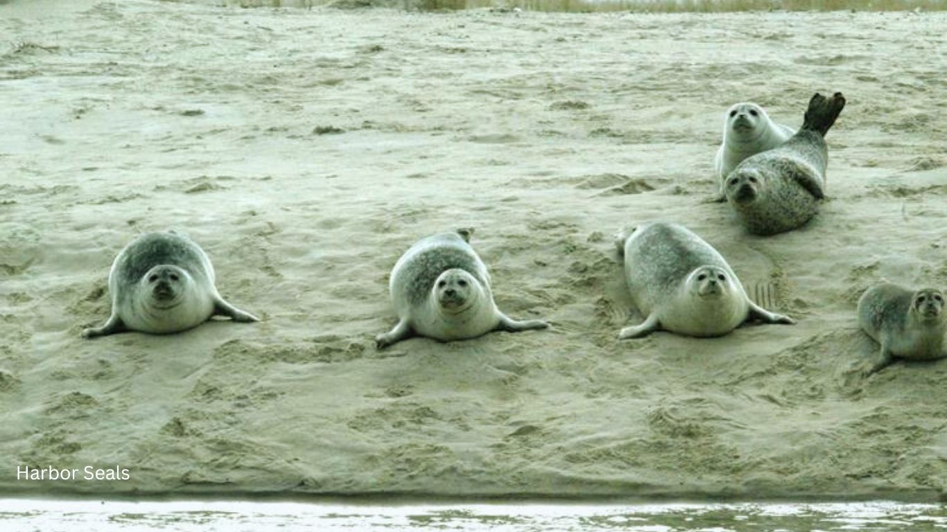 Harbor Seals