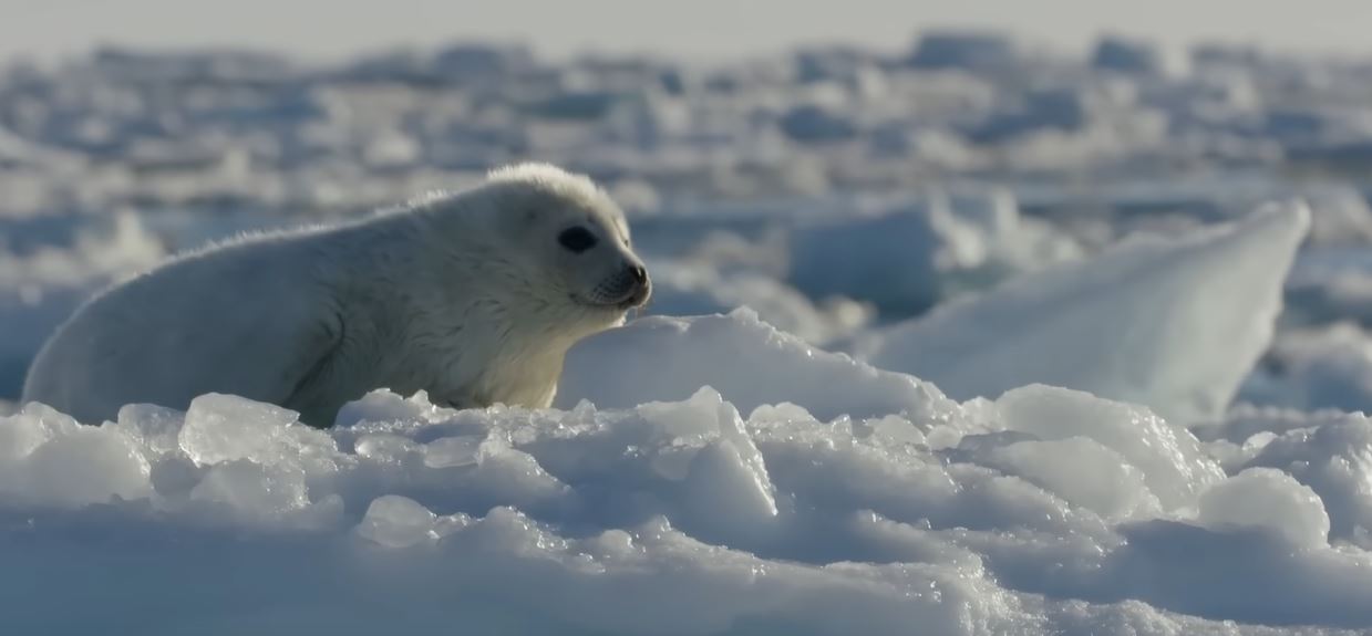 Harp Seals