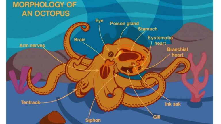 How Many Hearts Does An Octopus Have The Octopus Secrets Leaked 