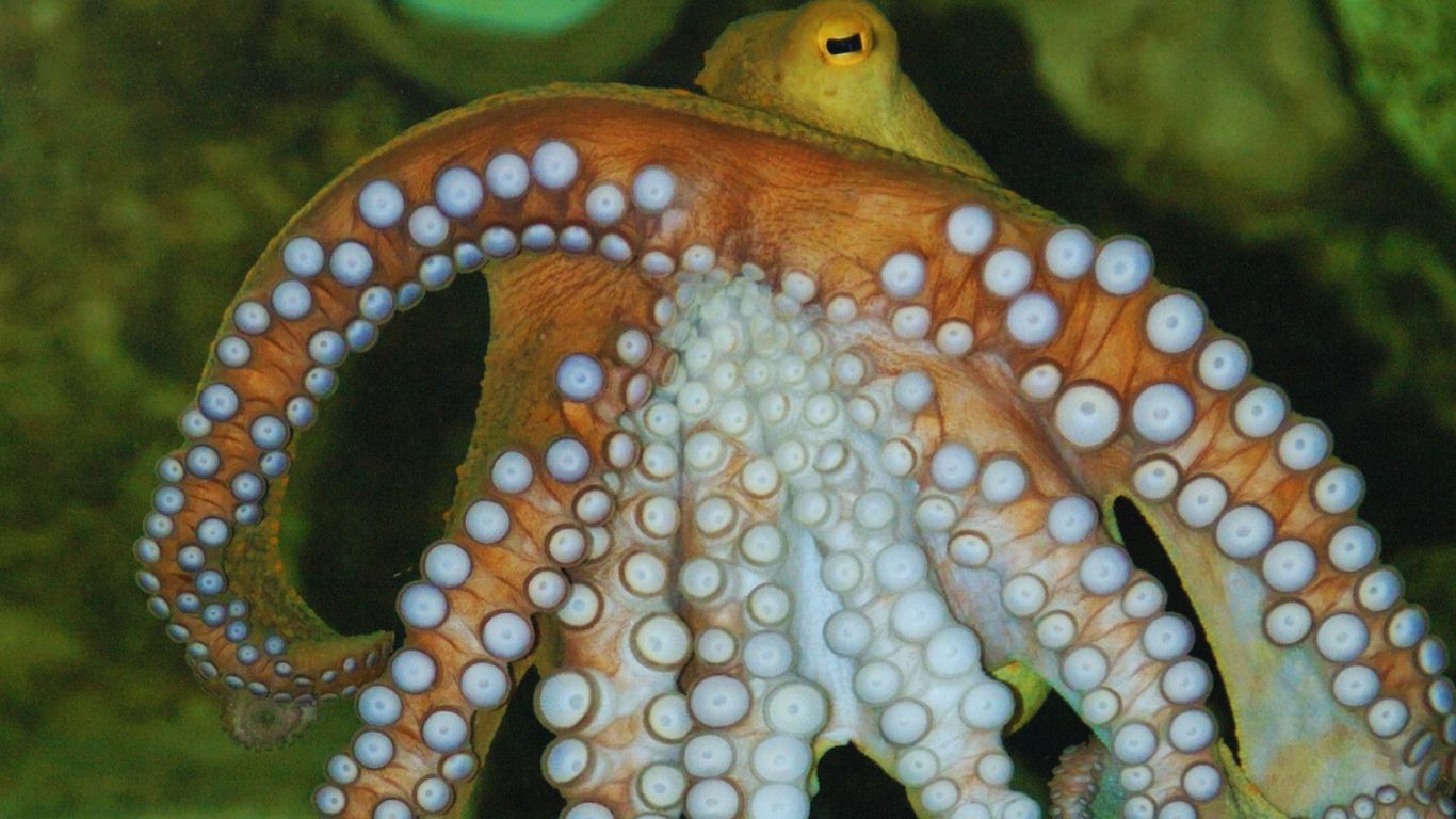 Facts About Octopus