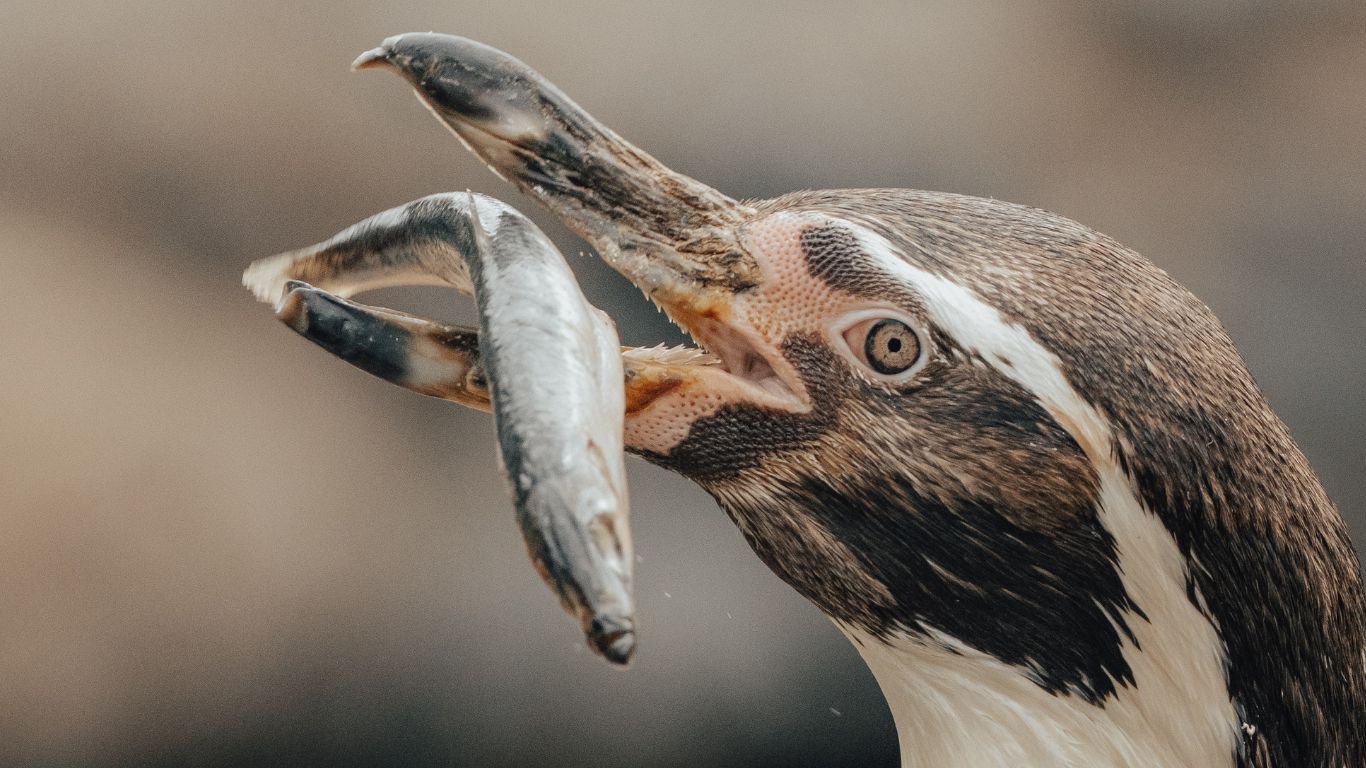 From Krill To Squid What Do Penguins Eat NatureGeeky