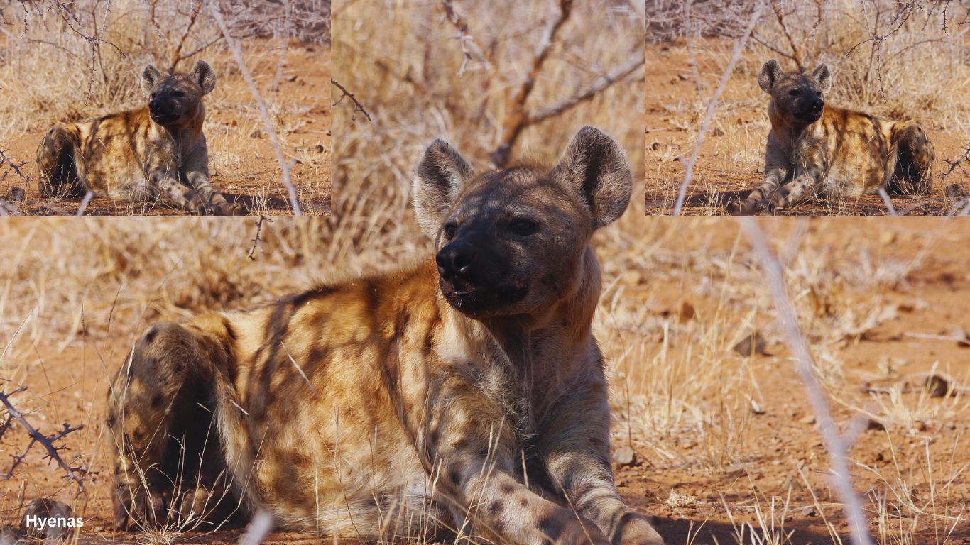 Hyenas - Detritivores Definition