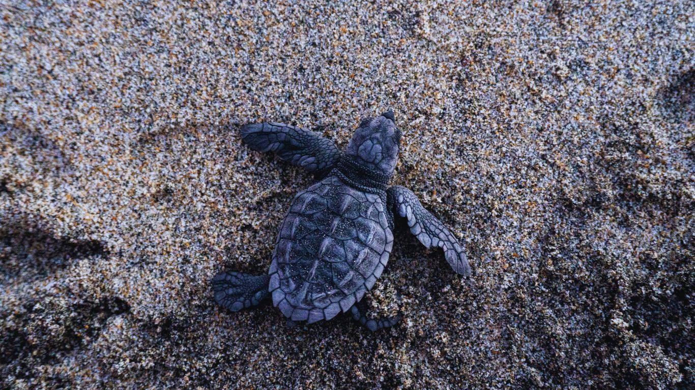 Leatherback-Sea-Turtle