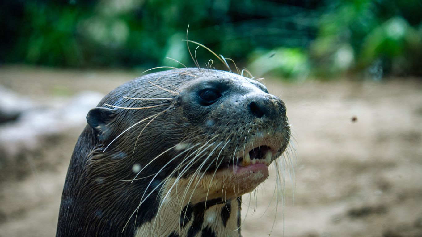 Leopard Seal