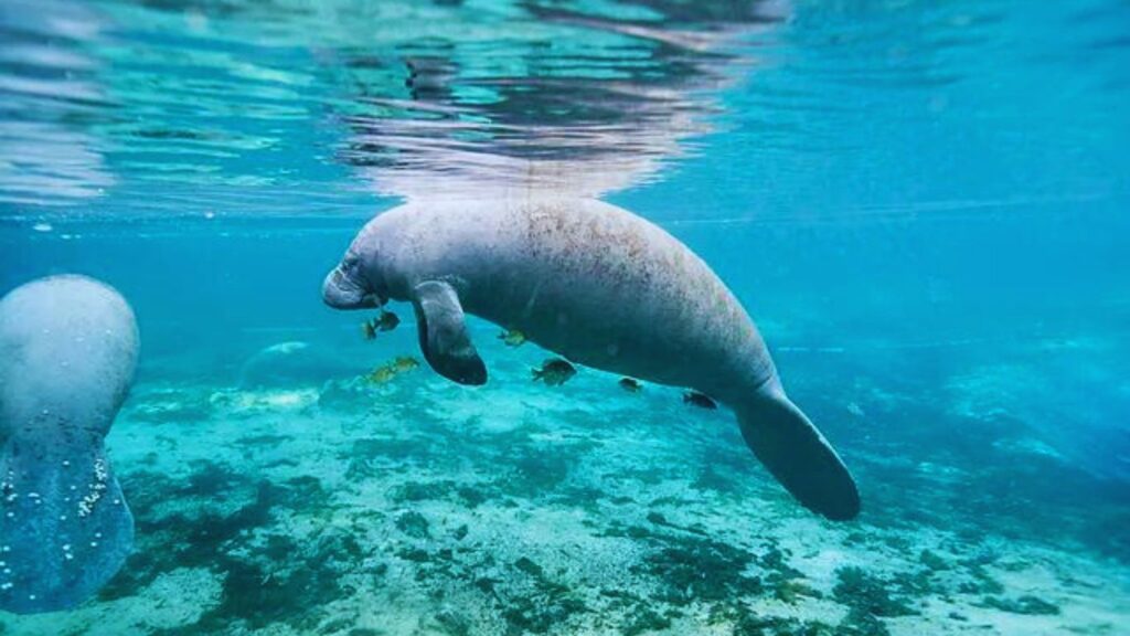 Are Manatees Dangerous ?: Here's What You Need to Know - NatureGeeky