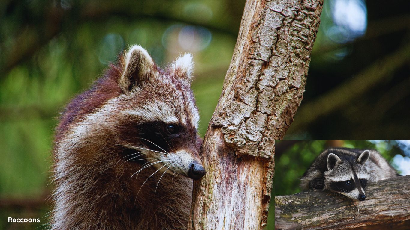 Raccoons - Detritivores Definition Naturegeeky