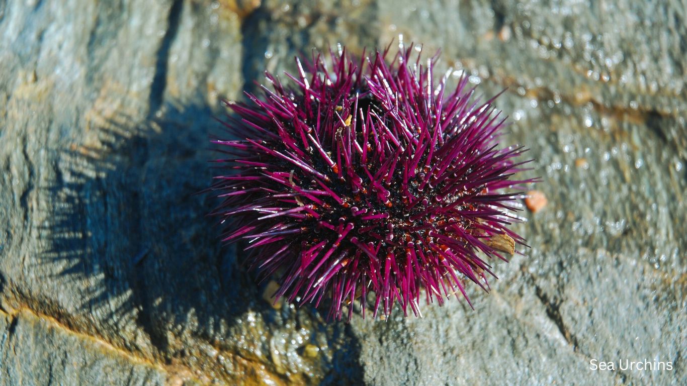 Sea Urchins Vertebrates and Invertebrates