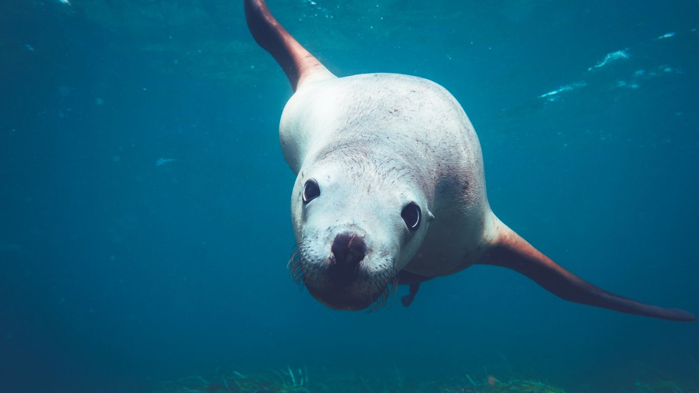 Seal-vs-Sea-Lion-Nature-Geeky
