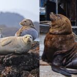 Seals-vs-Sea-Lions