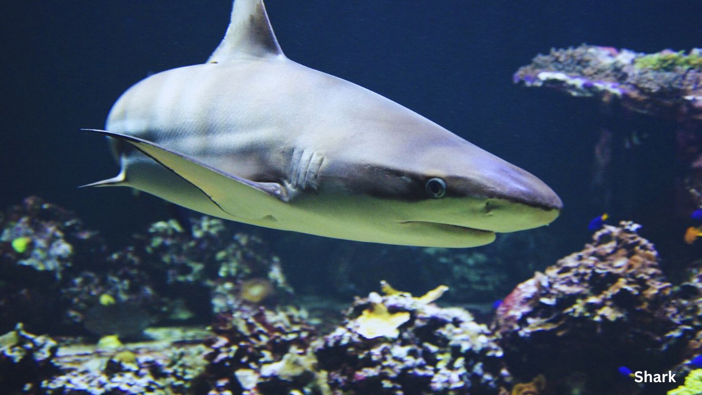 Shark Vertebrates and Invertebrates