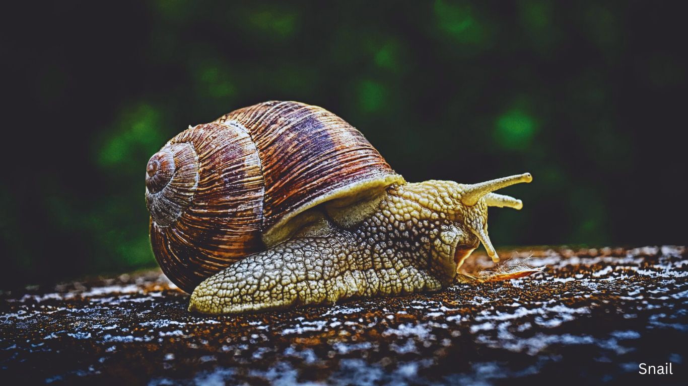 Snail Nature Geeky