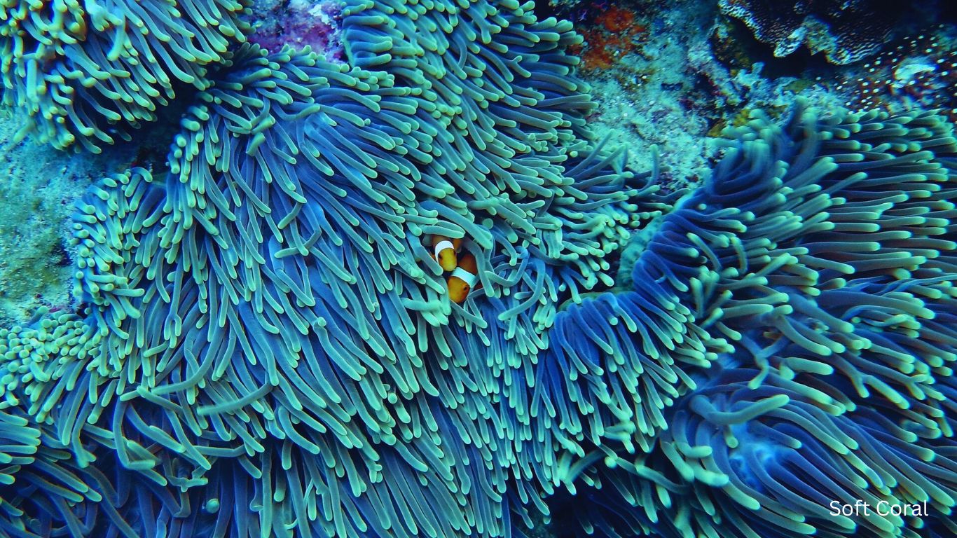 Soft Coral vertebrates and Invertebrates
