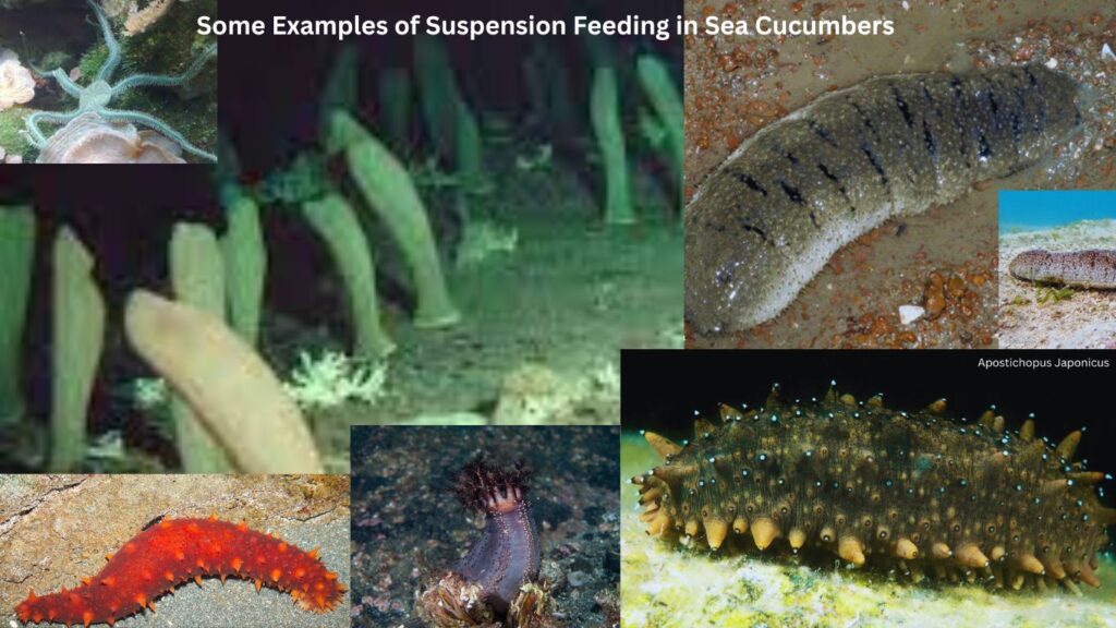 Suspension Feeding in Focus The Unique Filter Feeding Strategies of