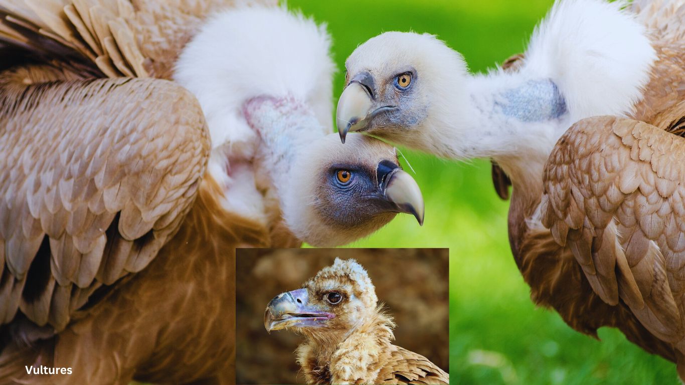 Vultures - Detritivores Definition Naturegeeky