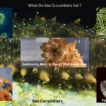 What Do Sea Cucumbers Eat