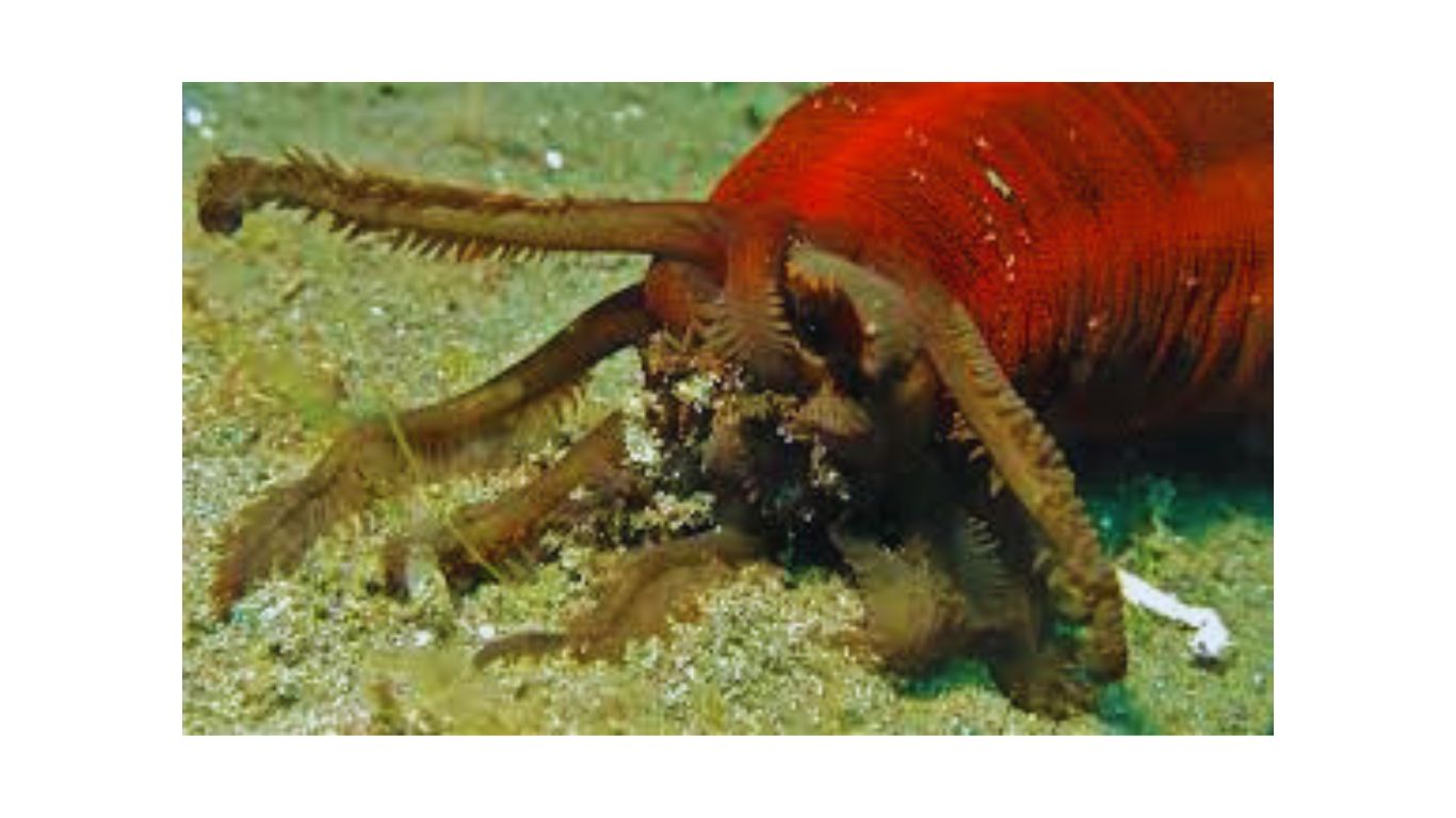 What do sea cucumbers eat - Naturegeeky