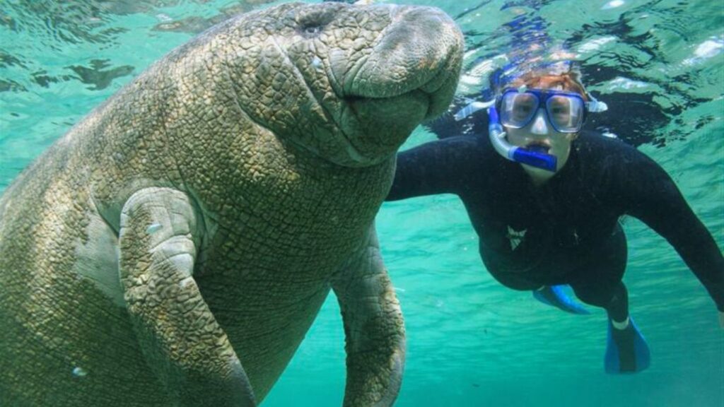 Are Manatees Dangerous ?: Here's What You Need to Know - NatureGeeky