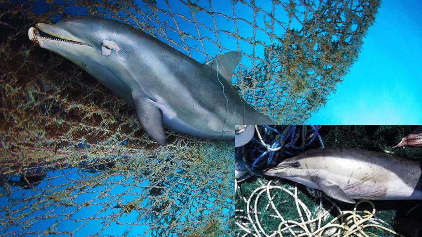 dolphin fish bycatch nature-geeky