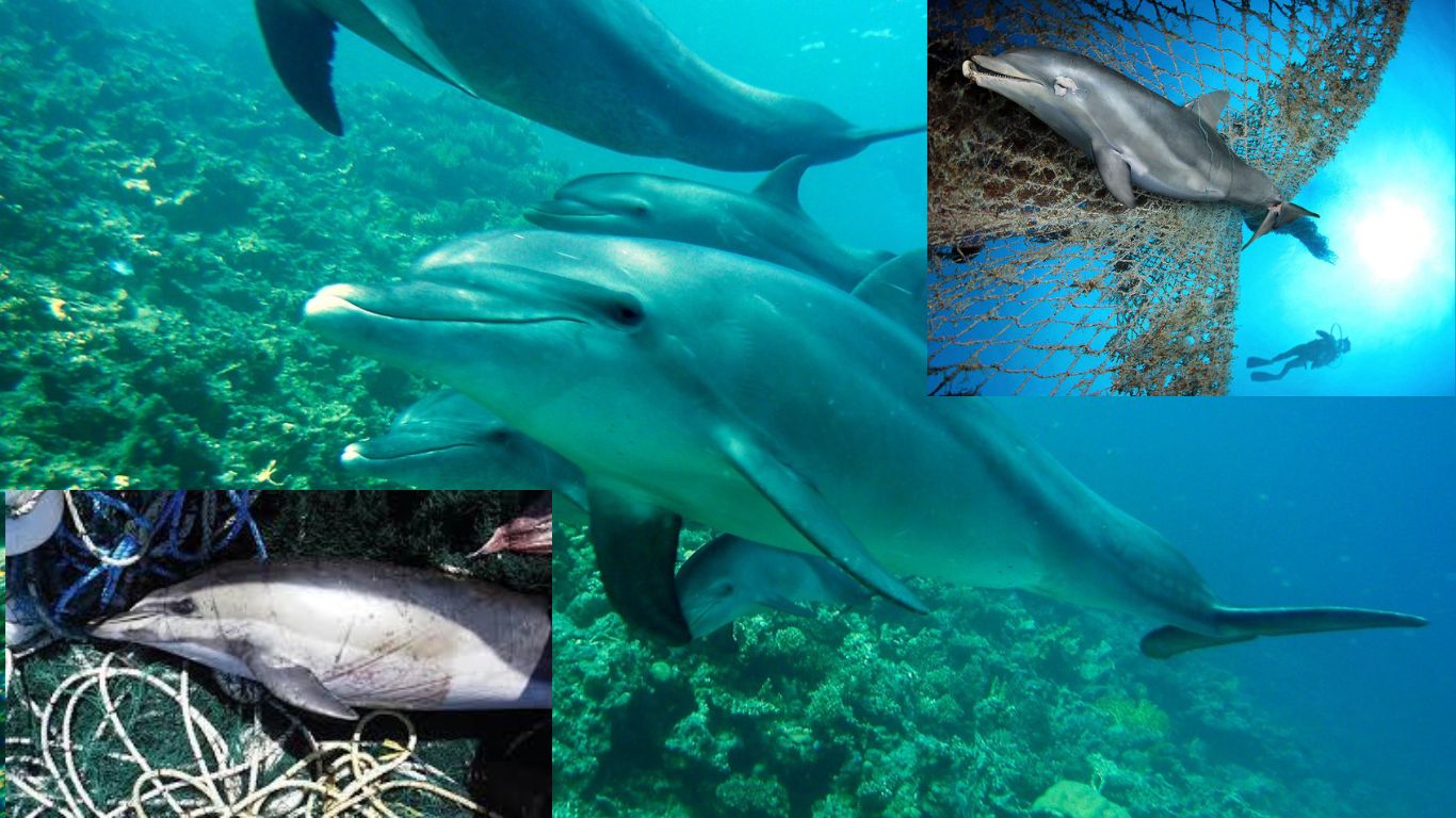 dolphin fish bycatch