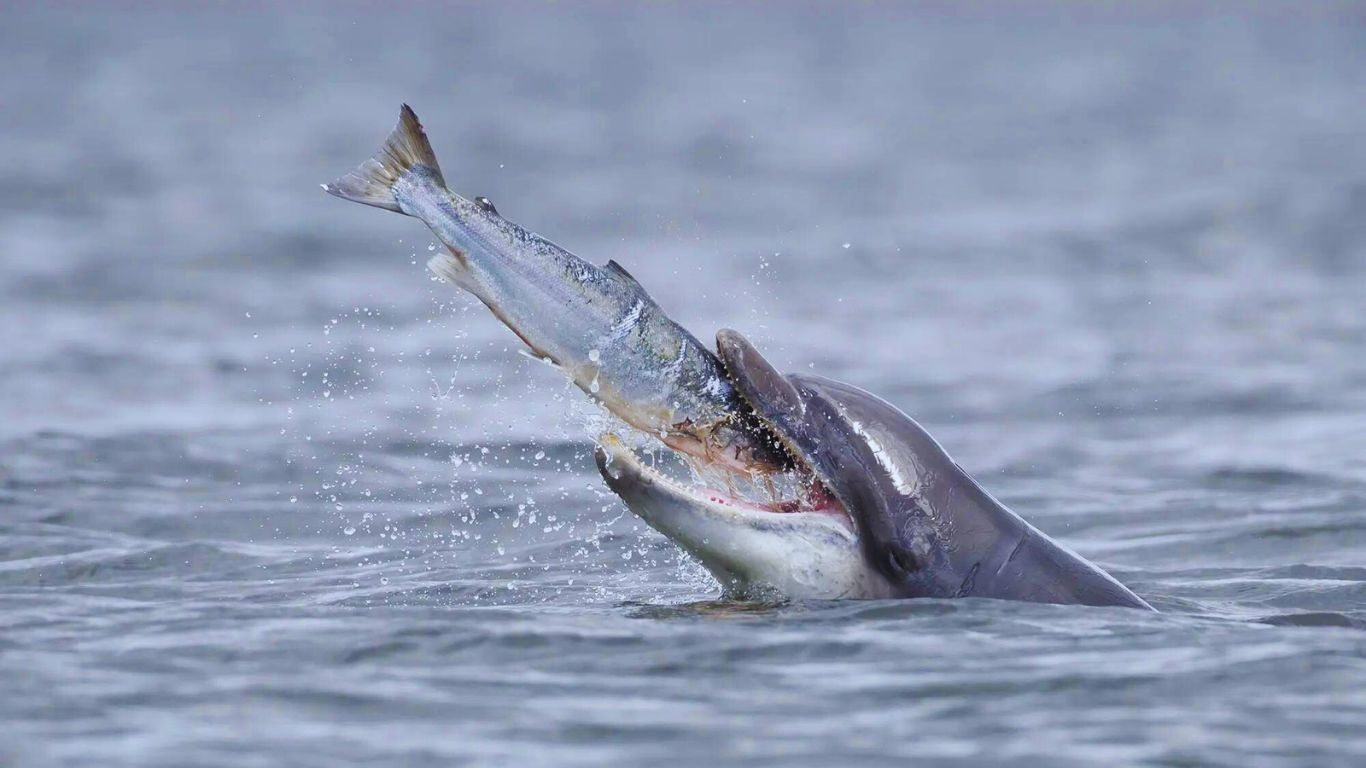 dolphin-fish-feeding