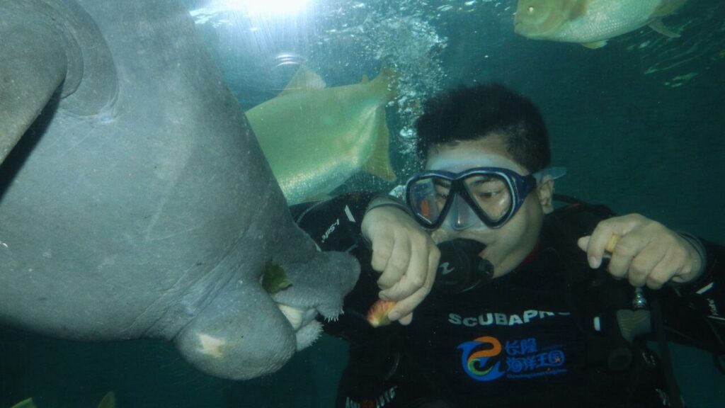 Are Manatees Dangerous ?: Here's What You Need to Know - NatureGeeky