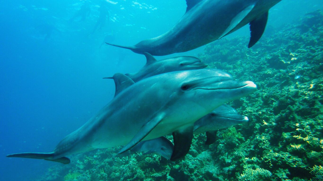 dolphin fish mahi-mahi-or-dorado