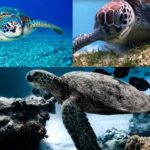 sea-turtles-naturegeeky