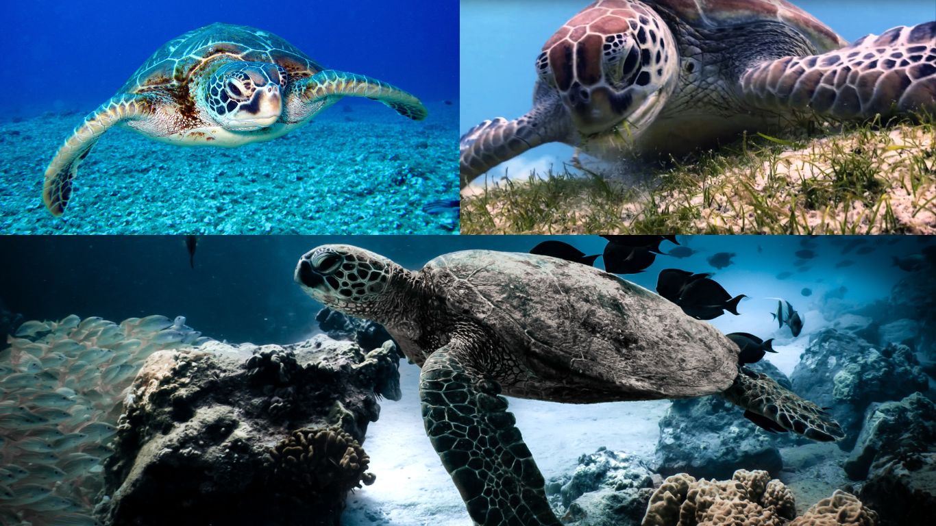 sea-turtles-naturegeeky