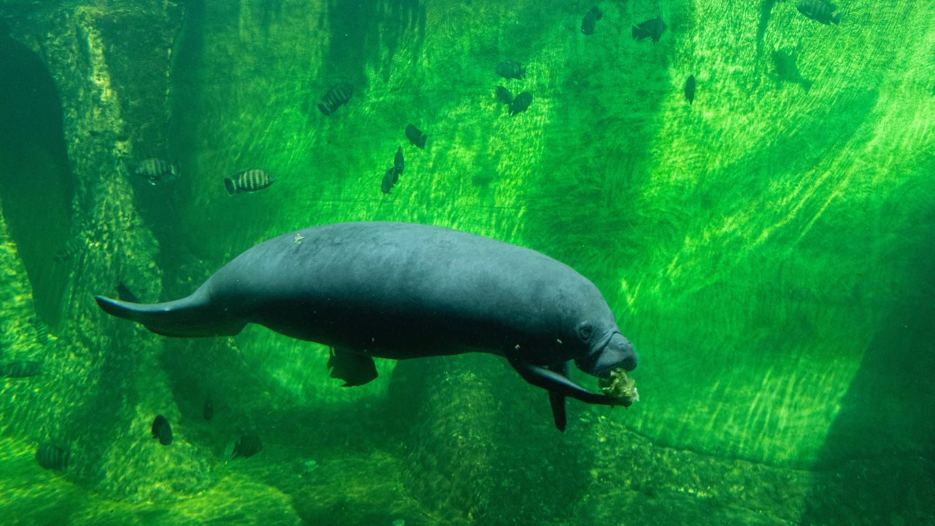 what-do-Manatees-eat