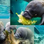 what do manatees eat