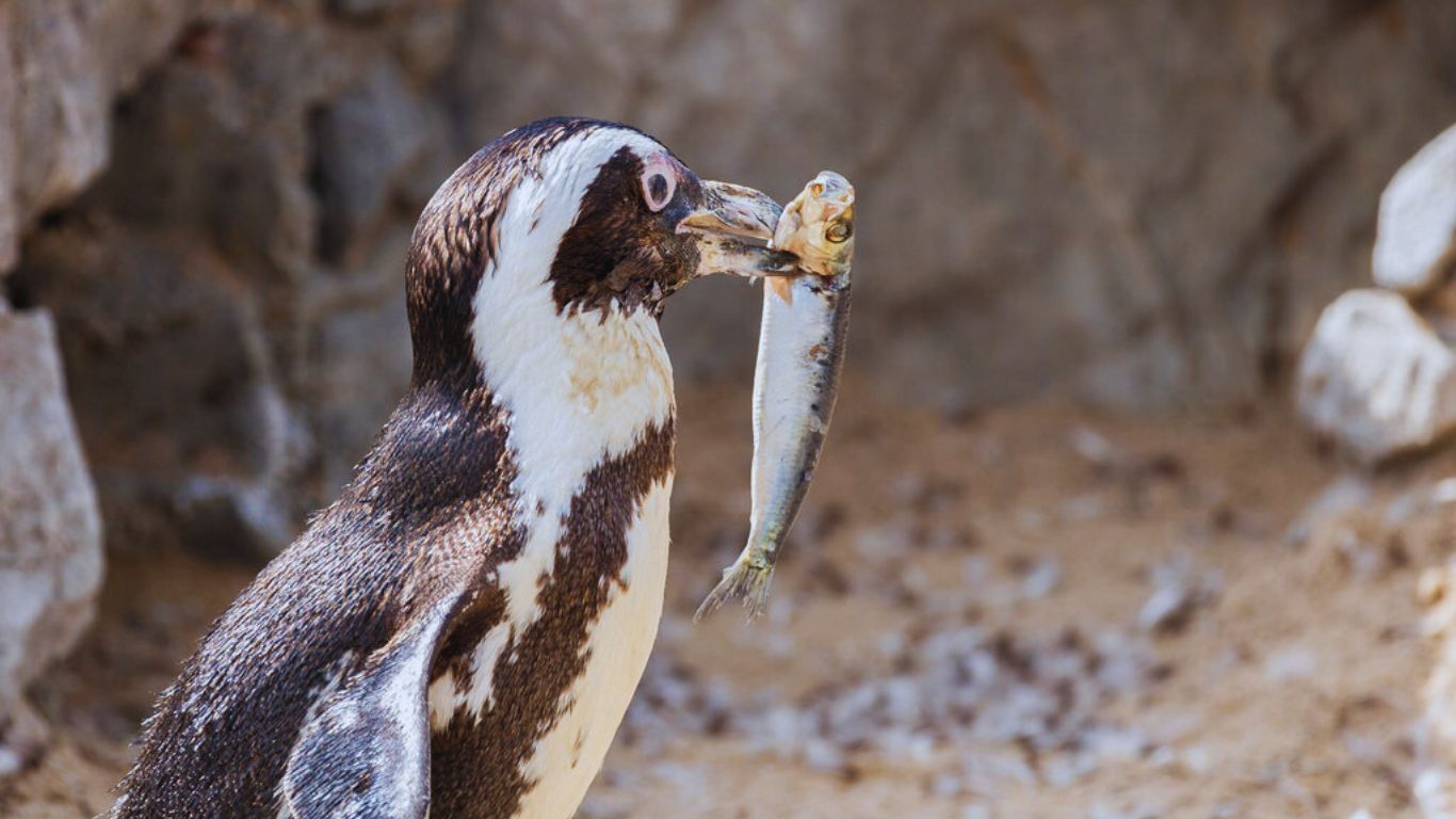 what do penguins eat